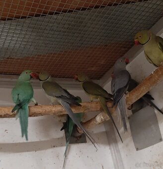 Alexander maly 2023 - 3