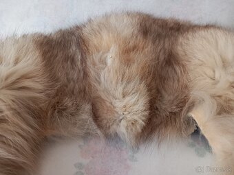 Kožušinový golier podšitý - 3