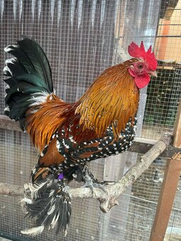 Predám Miflerky - 3