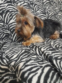 Yorkshirsky teriér - 3