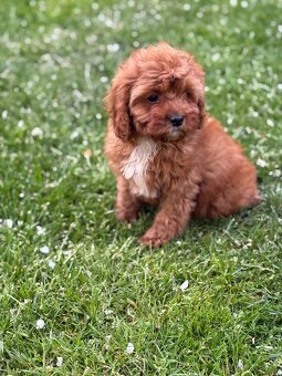 Cavapoo - 3