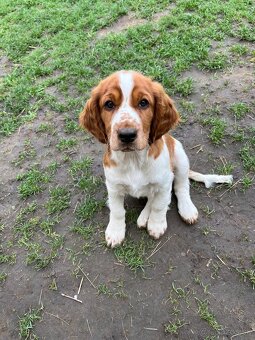 Welsh springer spaniel WSS šteniatka - 3
