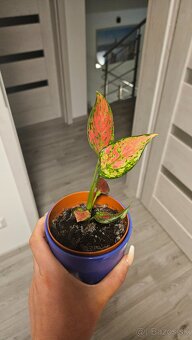 Aglaonema anyamanee - 3