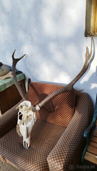 Predám trofej jeleňa.parozie, zhody, trofeje. - 3