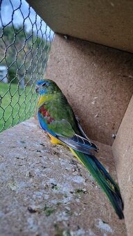 Neofema tyrkisova - 3