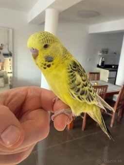 Andulka TBC krotká - 3