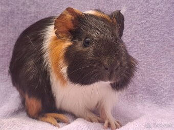 Morské prasiatko - 3