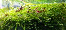 Rastliny do akvária, krevetky - 3