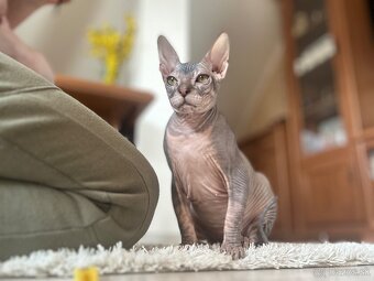 Don Sphynx PP - 3