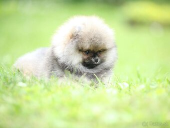 🐶 Nádherná fenečka pomeraniana – Orange sobolí barva 💛 - 3