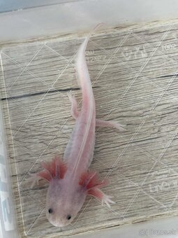 Axolotl mexický - 3