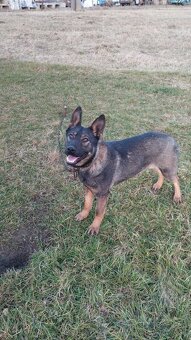 Nemecký ovčiak - 3