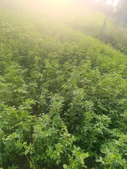 Hranaté balíky lucerka, ďatelina - 3