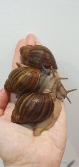 Africké slimáčiky - 3