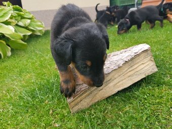 Šteniatko, šteniatka plemena Beauceron (Berger de Beauce) - 3