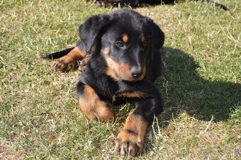 Beauceron šteniatko, šteniatka s PP - 3