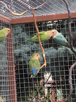 Agapornis ruzovohrdly - 3