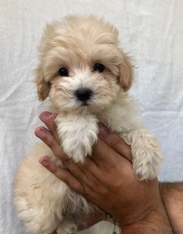 Toy mini maltipoo - 3