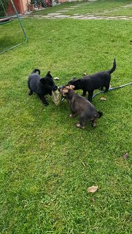 Nemecký ovčiak - 3