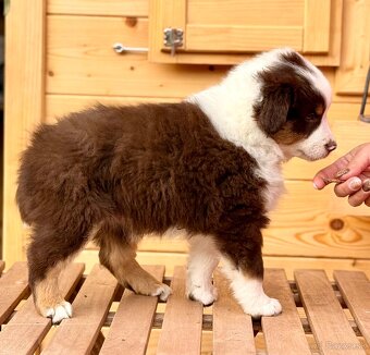 Miniatúrny americký ovčiak - 3