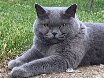 Britské mačiatka, Britská modrá - 3