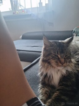 Mainská mývalia mačka - 3