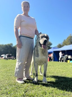 Stredoázijský ovčiak - 3