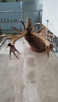 Predám trofej kapitálneho zlatého jeleňa, parožie, zhody, tr - 3