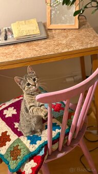 Darujem mačiatko do starostlivých rúk - 3