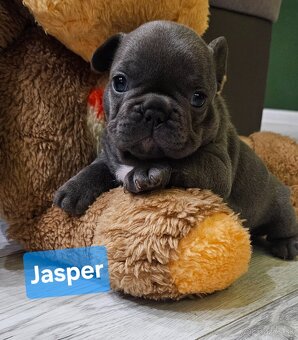 Francúzský modrý buldoček - 3