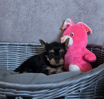 Yorkshirsky terier - 3