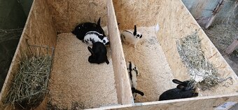 Králiky Český strakáč čistokrvné aj krížence s Kal - 3