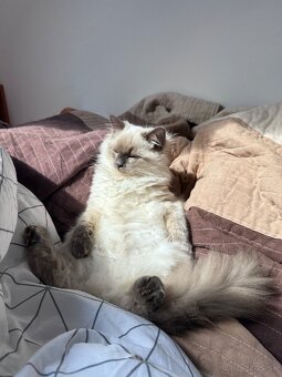 Kocúrik Ragdoll - 3