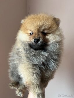Luxusný Pomeranian (mini) bez PP - 3