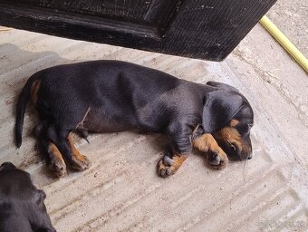 Šteniatko jazvečíka - 3