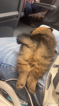 Ponúkam čistokrvného psíka pomeriana - 3