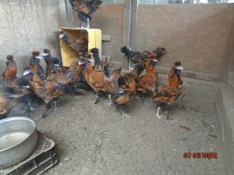 Sliepky Pavlovské zlaté - 3