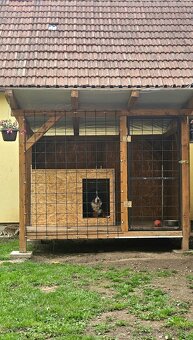 Predám koterec a búdu pre psa - 3