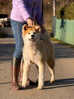 Akita Inu s průkazem původu FCI & AKIHO - odběr ihned - 3