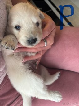 Šteniatka hľadaju domov - 3