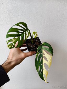 Panašované Monstery - 3