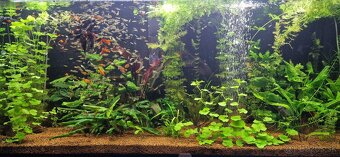 Akvárium Diversa 450l - 3