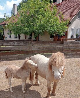 Minihorse champagne modré oči - 3