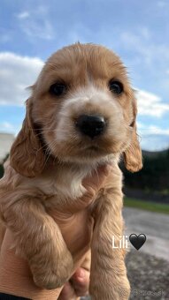 Anglický kokeršpaniel - 3