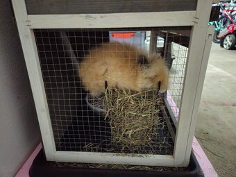 Mini kralik (samička) plus komplet vybavenie - 3