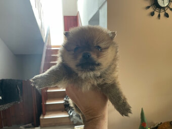 Pomeranian - Nemecky trpasliči špic - šteniatka - 3