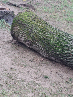 Orech kmeň guľatina priemer70cm - 30/35cm dlzka 7.8m + klaty - 3