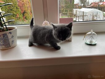 Britská modrá mačička - 3