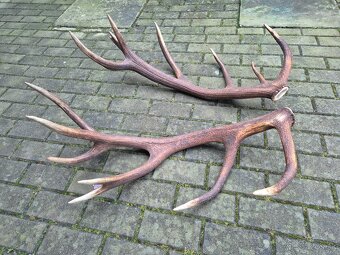 Trofej trofeje paroh parohy parozie zhody - 3