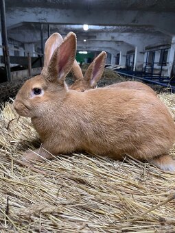 Burgundské králiky - 3